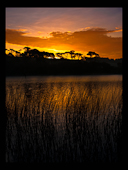 Reeds and sunrise over water